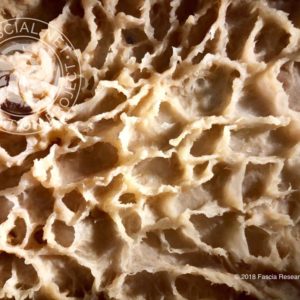 The Fascia Connection: Addressing the Fascial Strata