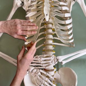 The Awesome Anterior: Myofascial Techniques for the Core and More