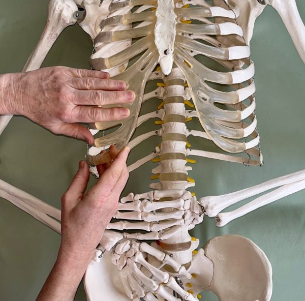 The Awesome Anterior: Myofascial Techniques for the Core and More