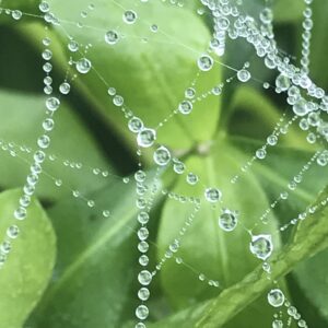 Introduction to Lymphatic Massage