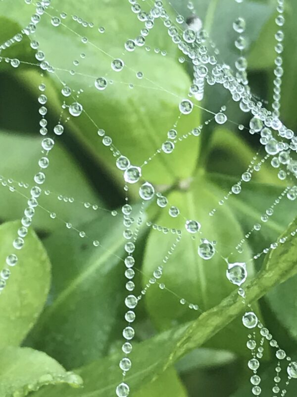 Introduction to Lymphatic Massage
